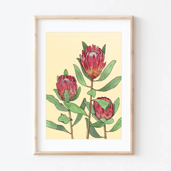 Protea