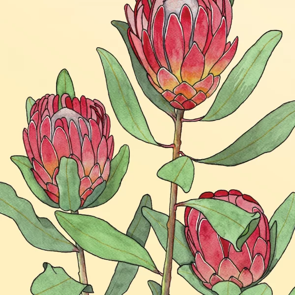 Protea - Image 4