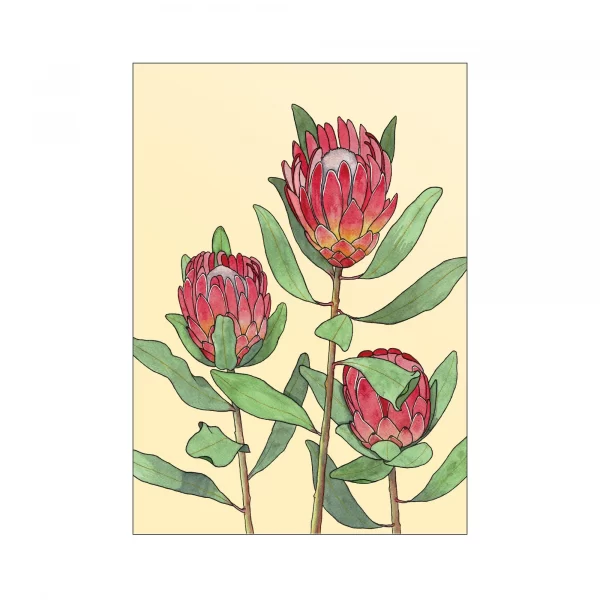 Protea - Image 3