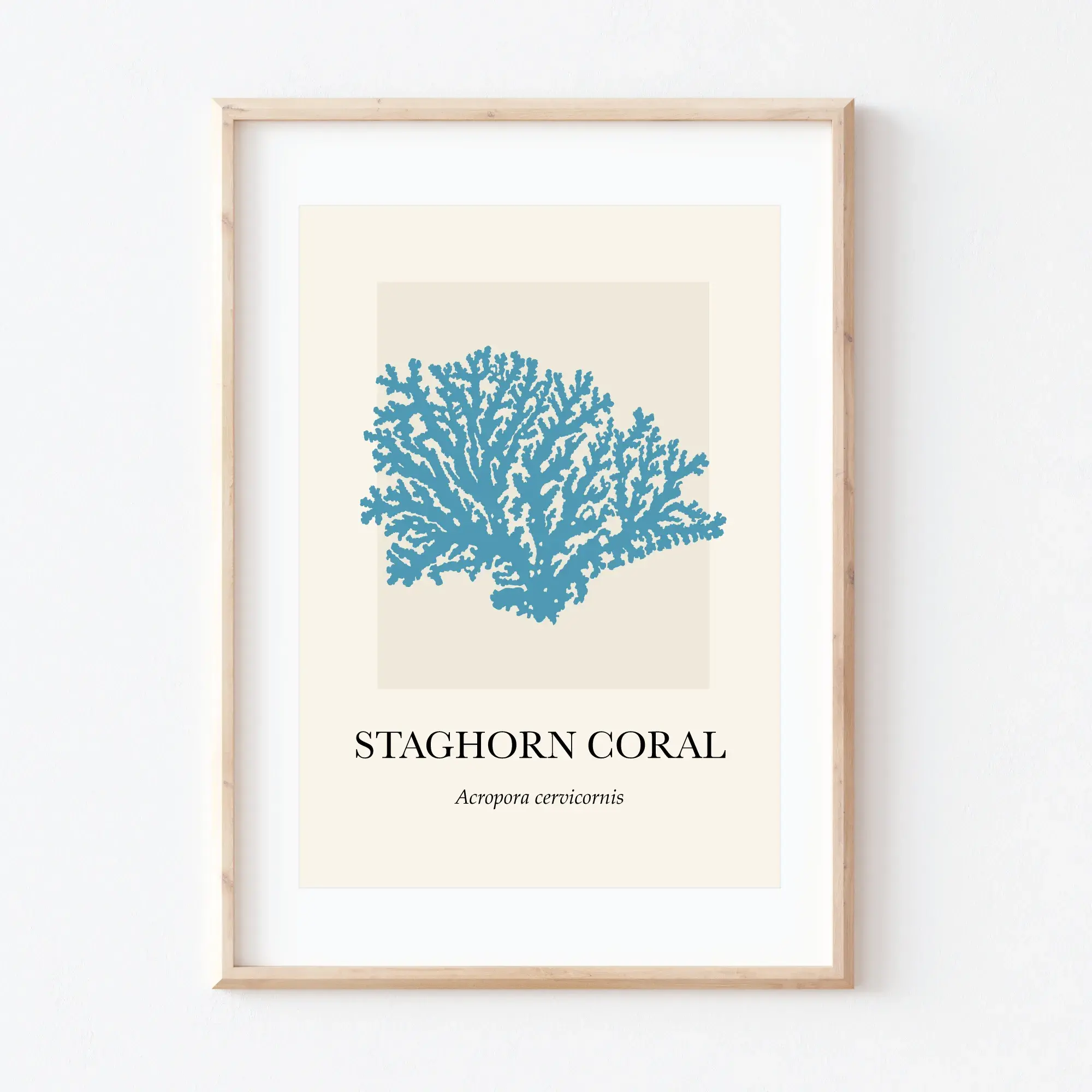 Coral Staghorn