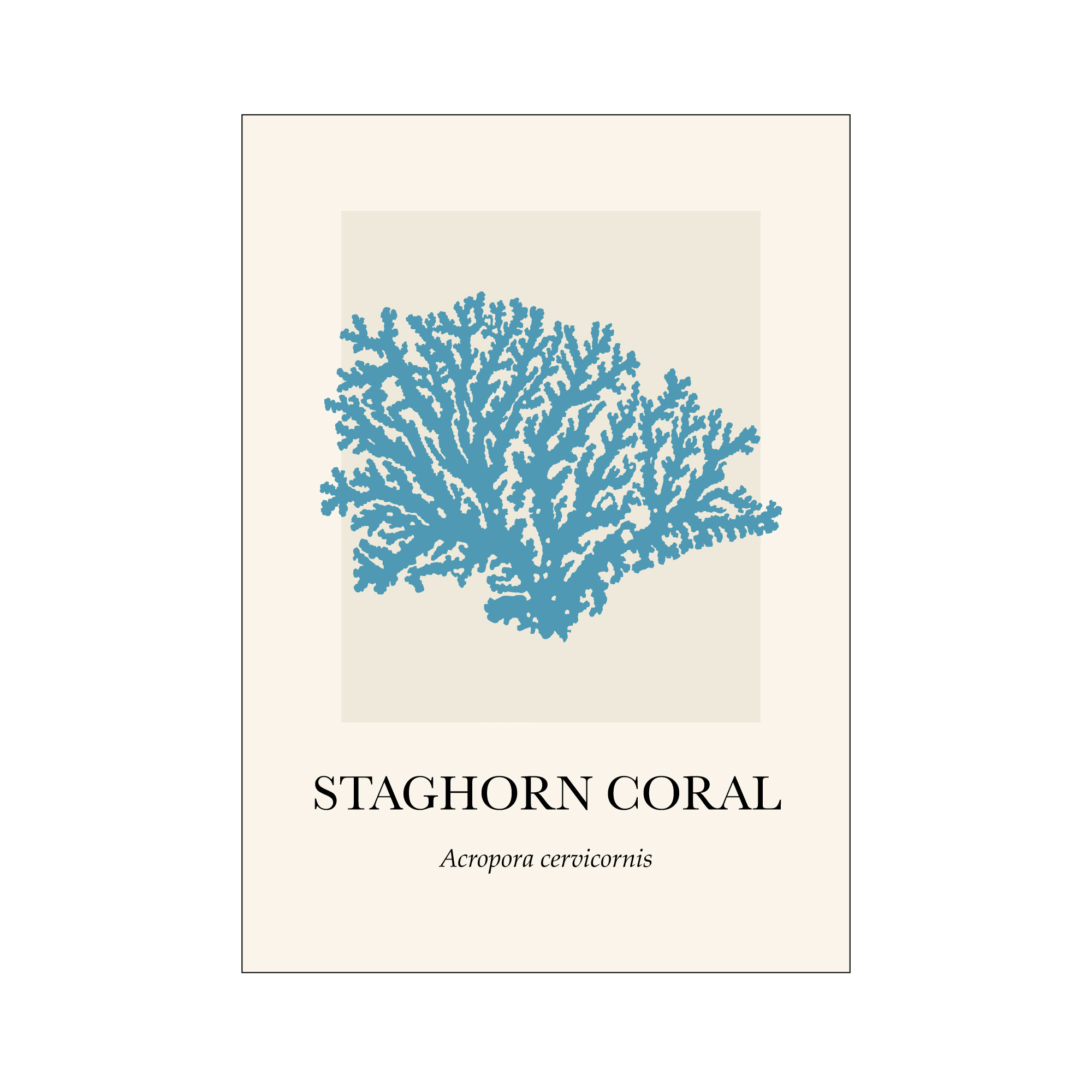 Coral Staghorn - Image 3