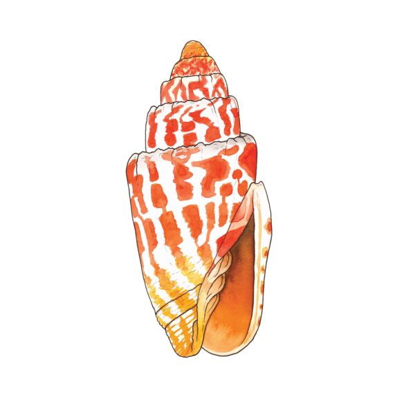 Miter Seashell