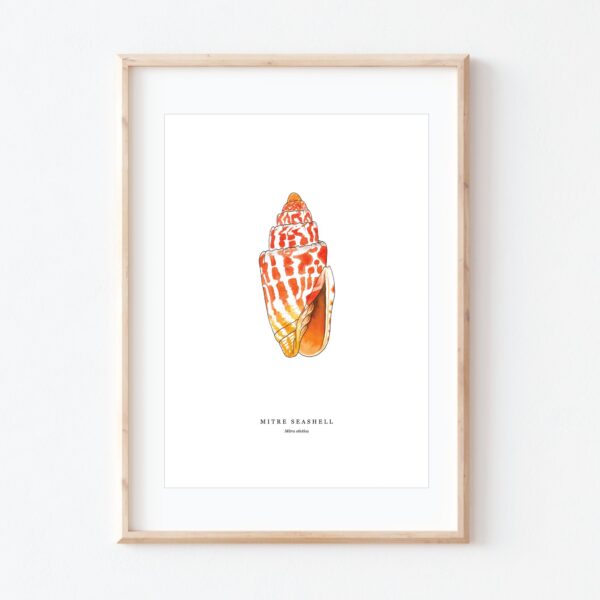 Miter Seashell
