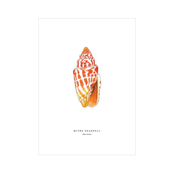 Miter Seashell