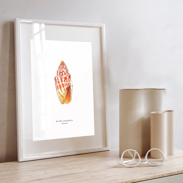 Miter Seashell