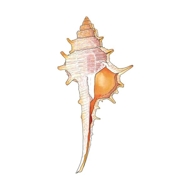 Murex Seashell - Image 5