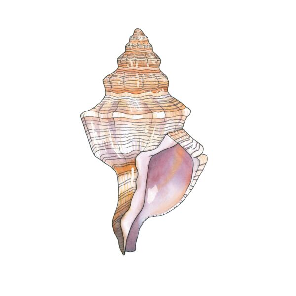 Trapezium Seashell - Image 5