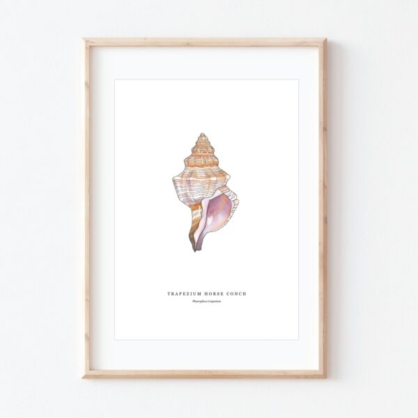 Trapezium Seashell