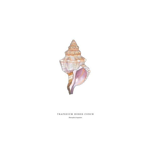 Trapezium Seashell - Image 3