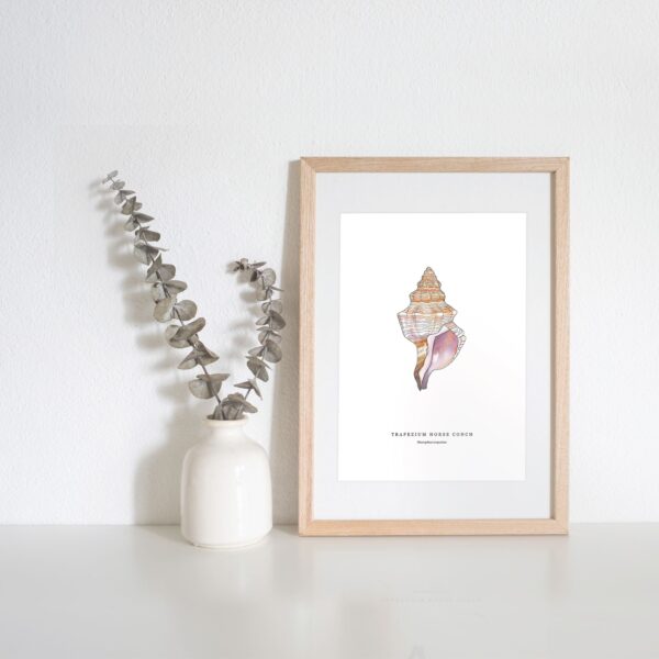 Trapezium Seashell - Image 2