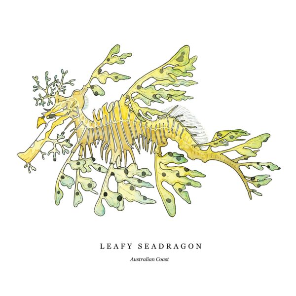 Leafy Seadragon - Image 3