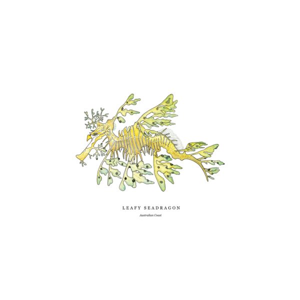 Leafy Seadragon - Image 5