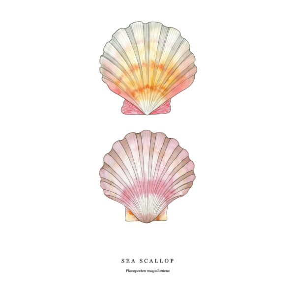 Scallop Seashell - Image 3