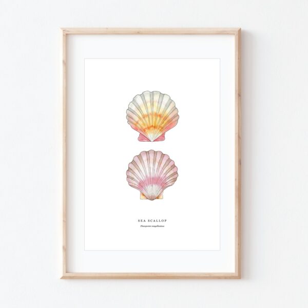 Scallop Seashell