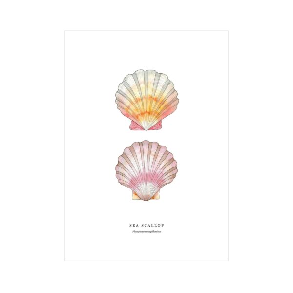 Scallop Seashell - Image 5