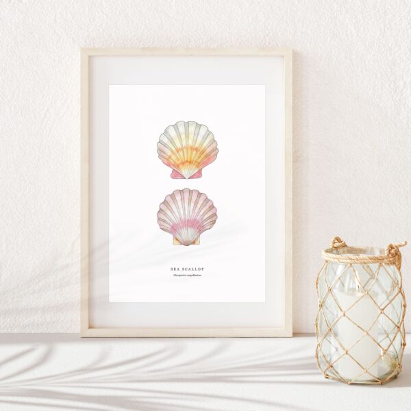 Scallop Seashell - Image 4