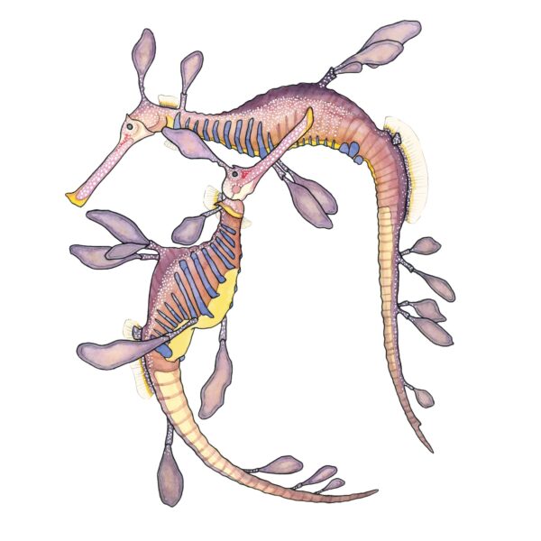 Weedy Seadragon - Image 3