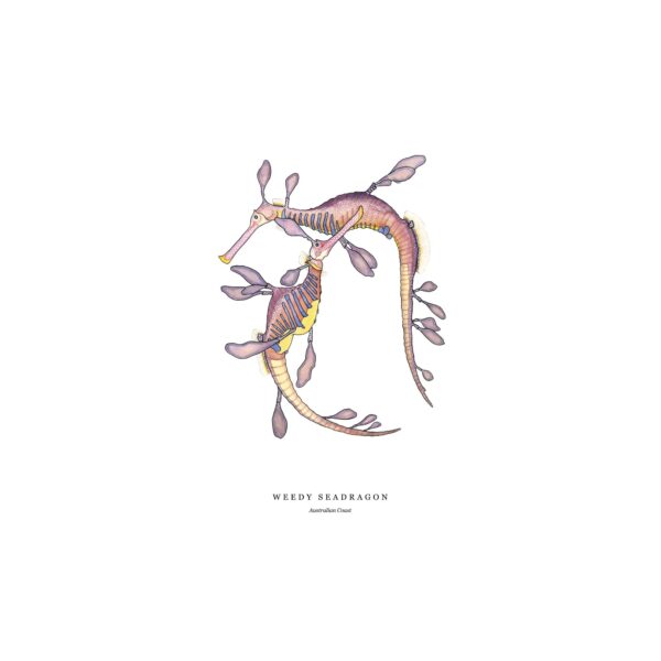 Weedy Seadragon - Image 5