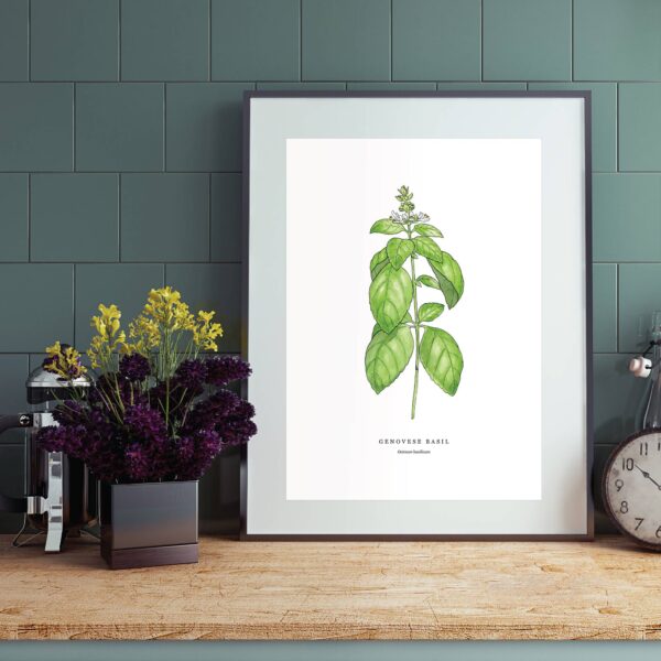 Genovese Basil - Image 2