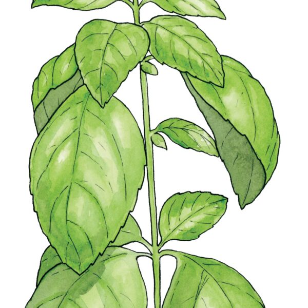Genovese Basil - Image 5
