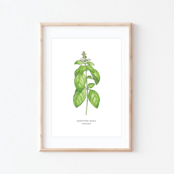 Basil
