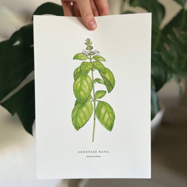 Genovese Basil - Image 7