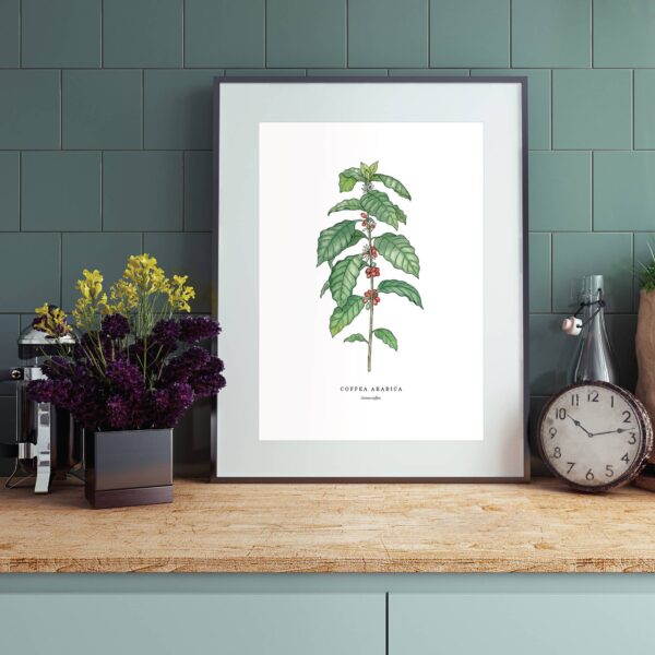 Coffea Arabica
