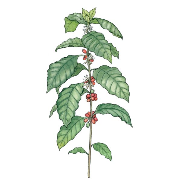 Coffea Arabica