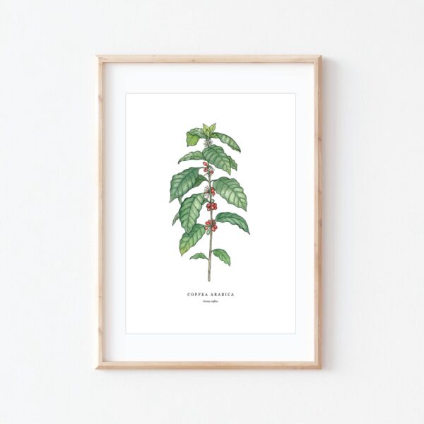 Coffea Arabica