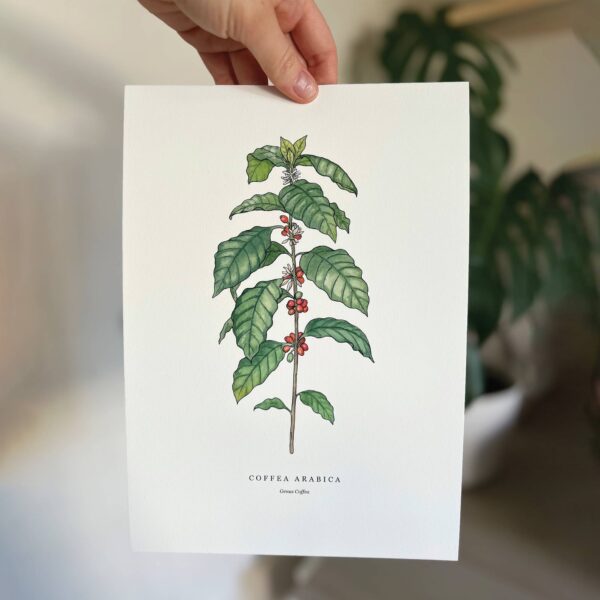Coffea Arabica