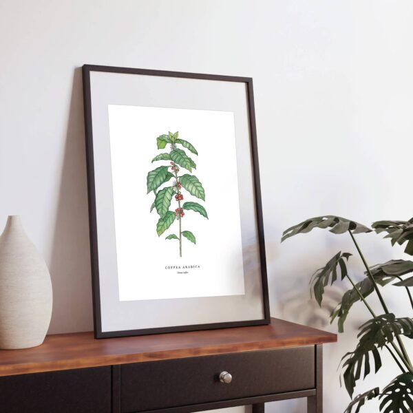 Coffea Arabica