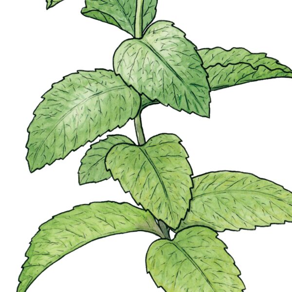 English Mint - Image 4