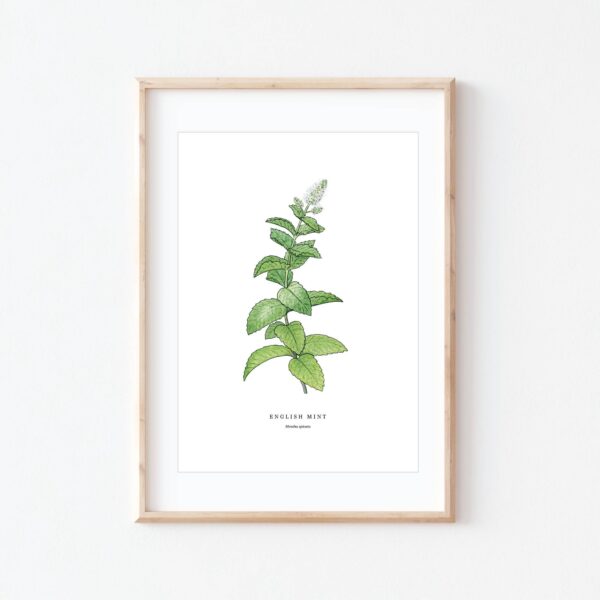 Mint