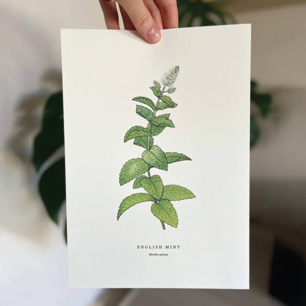 English Mint - Image 6