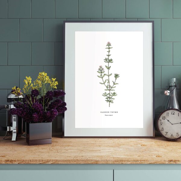 Garden Thyme