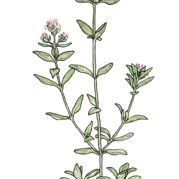 Garden Thyme