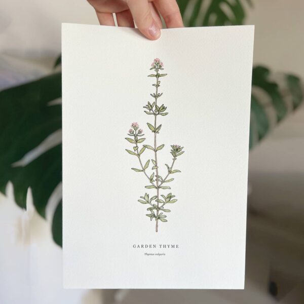 Garden Thyme