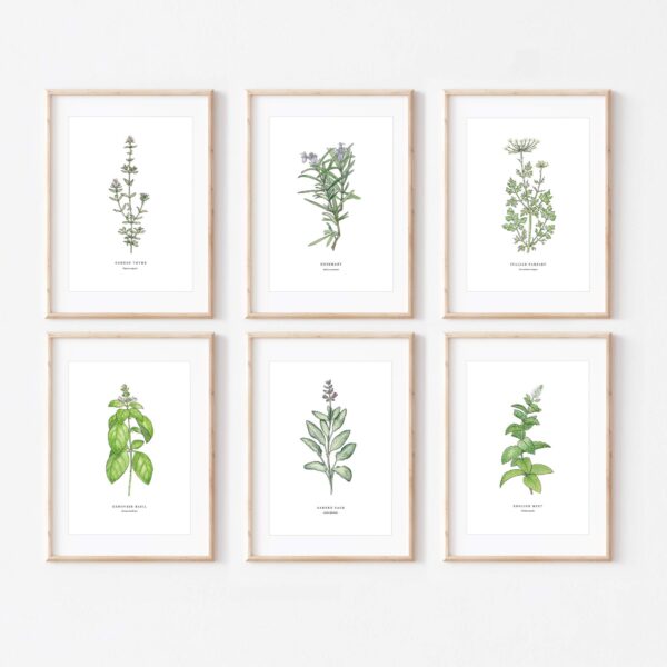 Garden Sage - Image 3