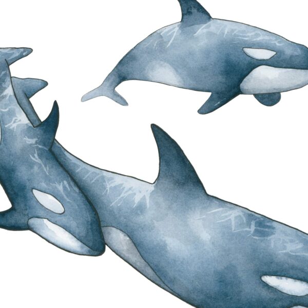 Orca - Image 3
