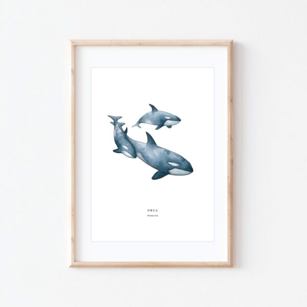 Orca