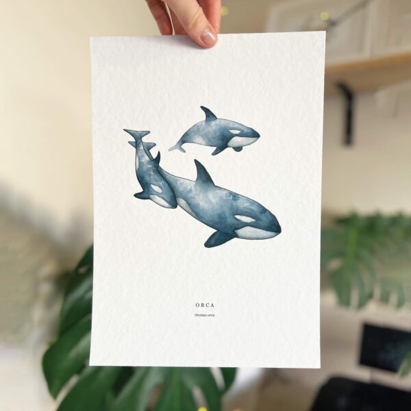 Orca - Image 4