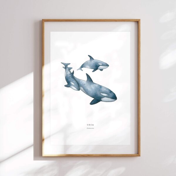 Orca - Image 6