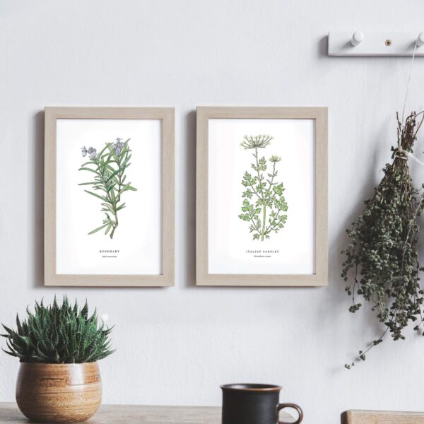 Italian Parsley - Image 3