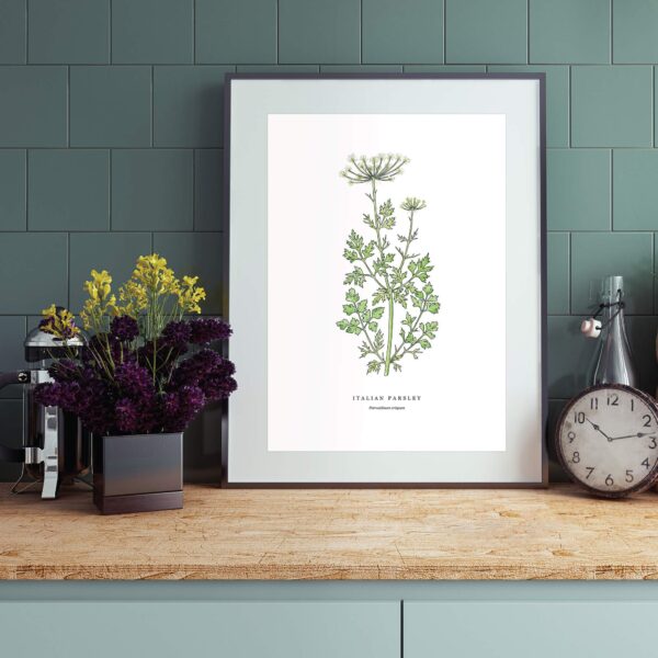 Italian Parsley - Image 5