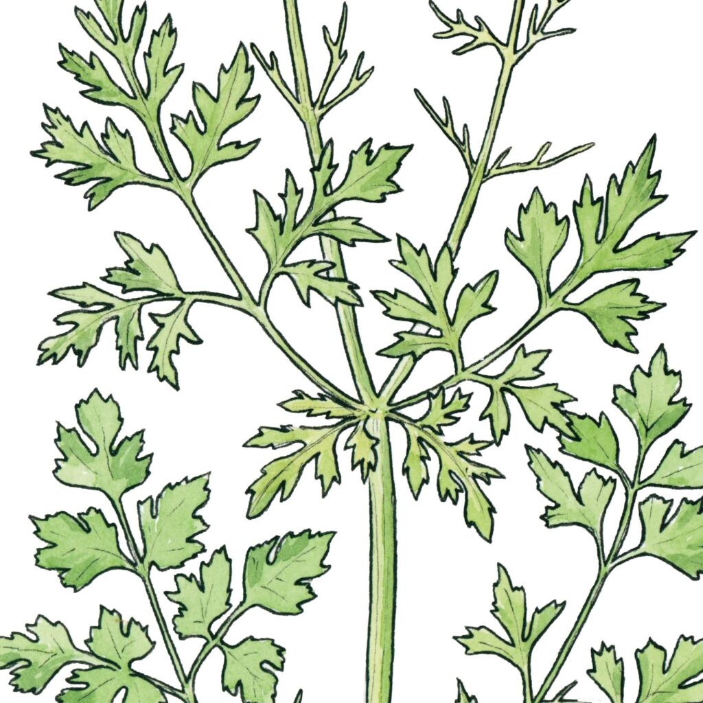 Parsley Herb Watercolour