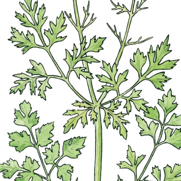 Italian Parsley - Image 8