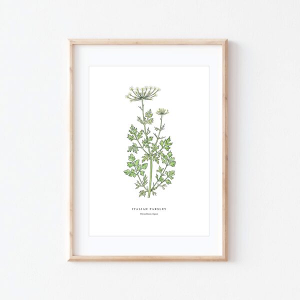 Italian Parsley