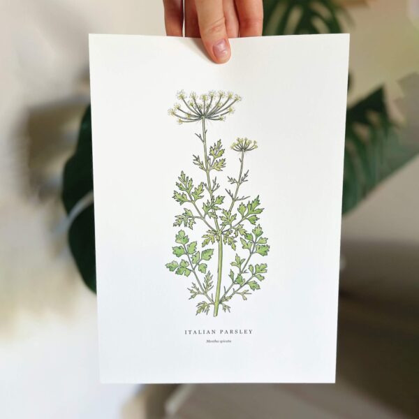 Italian Parsley - Image 9