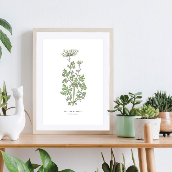 Italian Parsley - Image 2