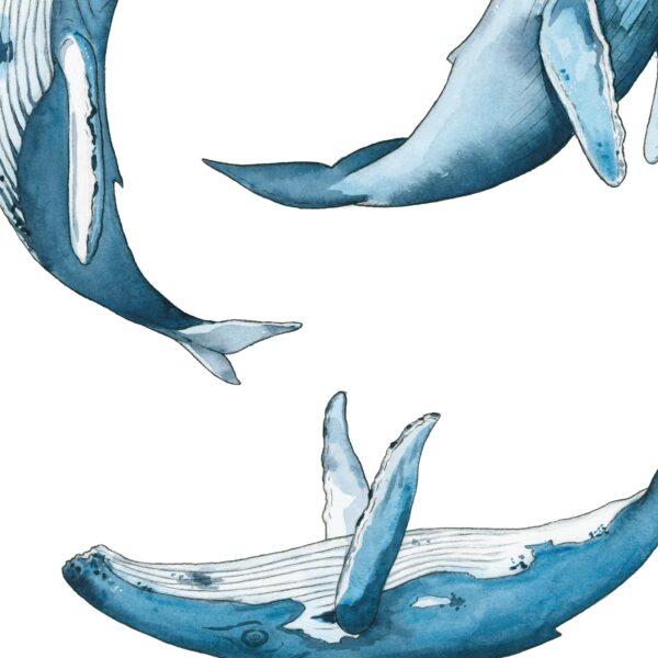 Humpback Whales - Image 4